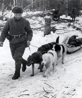 Эвакуация раненого при помощи собак. 1943 г. Фотограф Б. П. Кудояров. РМИ