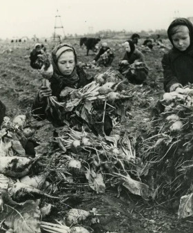 Дети помогают убирать блокадный урожай. 1942–1943 гг. Фотограф Б. П. Кудояров. РМИ