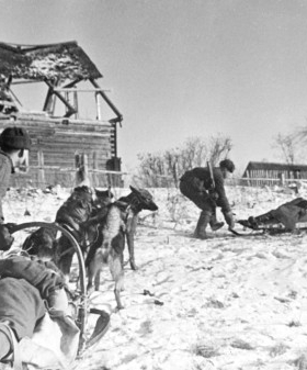 Упряжка санитарных собак вывозит раненого бойца в тыл. Февраль 1943 г. Волховский фронт. Автор съемки: Трахман Михаил Анатольевич. ЦГАКФФД СПб. Оп. 1Ар-2. Ед. хр. 2735.
                                                    