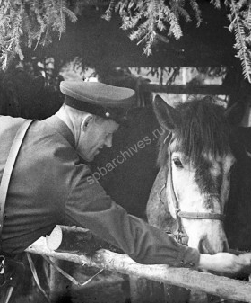 Лошади в полевой конюшне. Действующая армия. 12 мая 1942 г. Автор съемки: Федосеев Василий Гаврилович. ЦГАКФФД СПб. Оп. 1Ар-13. Ед. хр. 22386.
                                                    