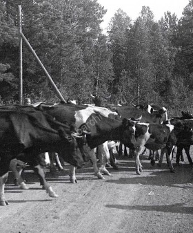 Эвакуация крупного рогатого скота в 1941 г. Автор съемки Г.А. Анкудинов. Карело-Финская ССР. 1941 г. Национальный музей Республики Карелия. КГМ-59892/1.