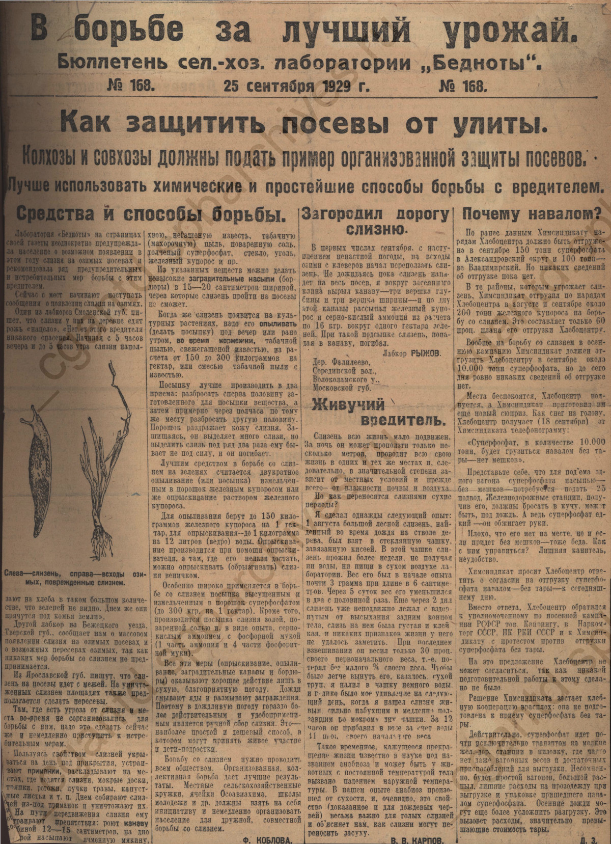 Вырезки из газет по борьбе с вредителями. 1927 - 1931 гг. ЦГАНТД СПб. Ф.Р-318. Оп.1-1 Д.212. Л.36